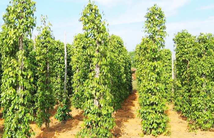 Ghé thăm vườn hồ tiêu Phú Quốc