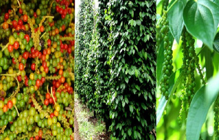 Ghé thăm vườn hồ tiêu Phú Quốc